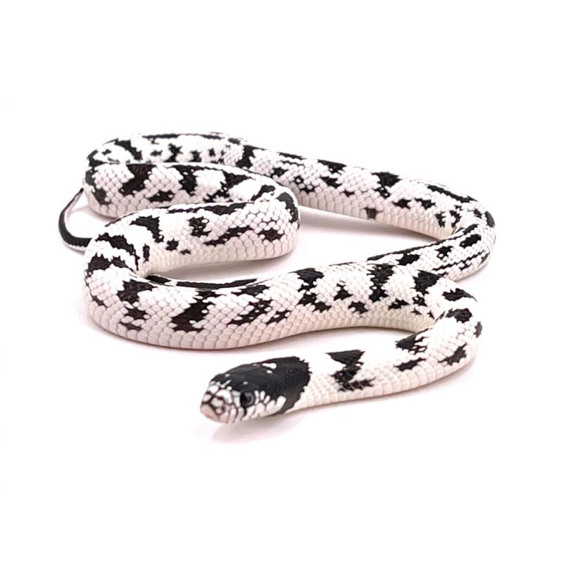 Lampropeltis Getulus, Triangulum, Nigritus, Mexicana, Alterna - REPTILIS