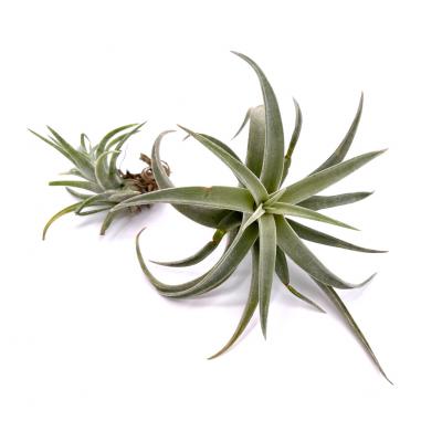 Tillandsia harrisii