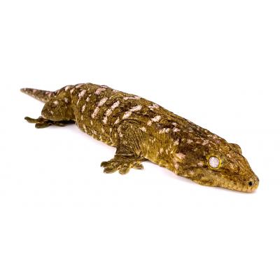 Rhacodactylus leachianus "Bayonnaise" NC 2024