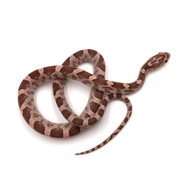 Pantherophis Guttatus Lavender (Serpent Des Blés) - REPTILIS