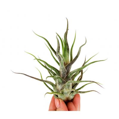 Tillandsia pruinosa