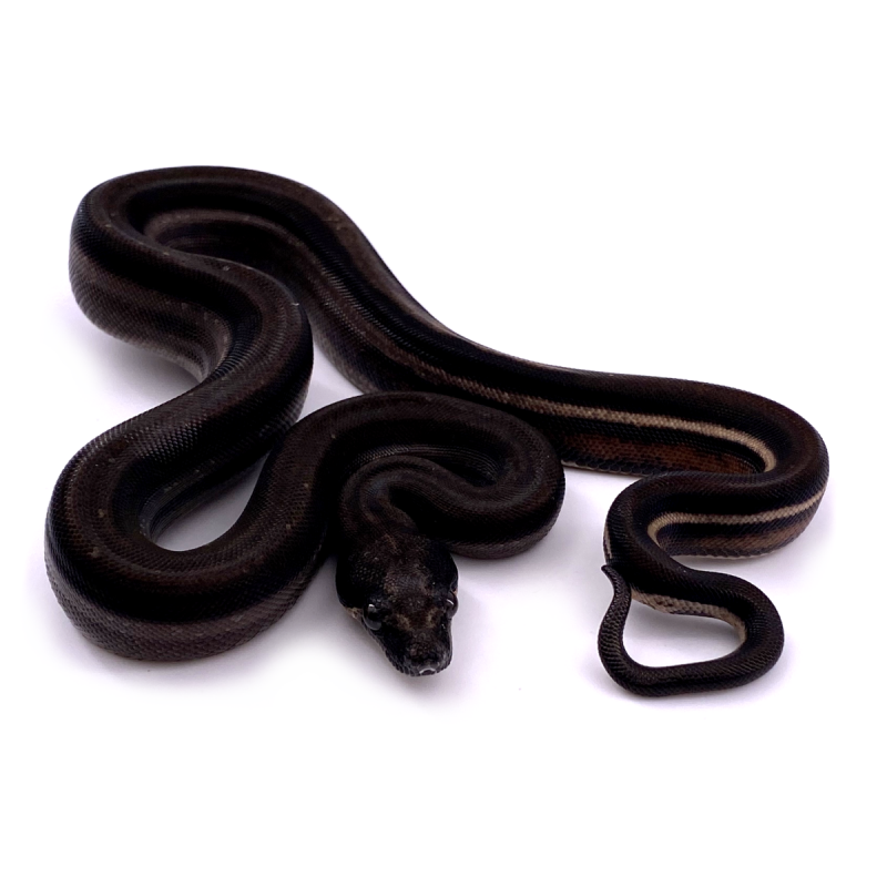 Boa Noir et Blanc (2m) - Boas - Creavea