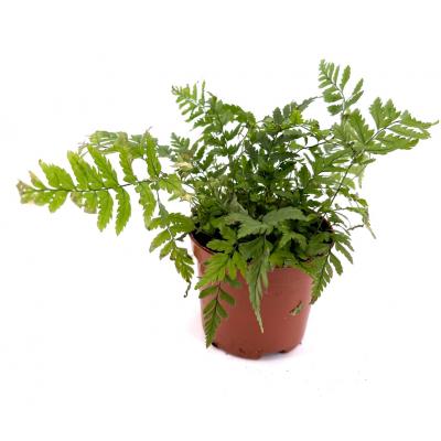 Athyrium Madagascariensis