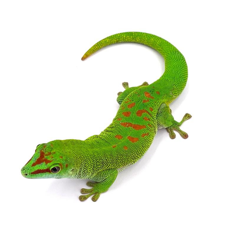 Phelsuma grandis madagascariensis (gecko géant de Madagascar) - REPTILIS