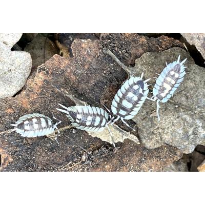 Porcellio expansus