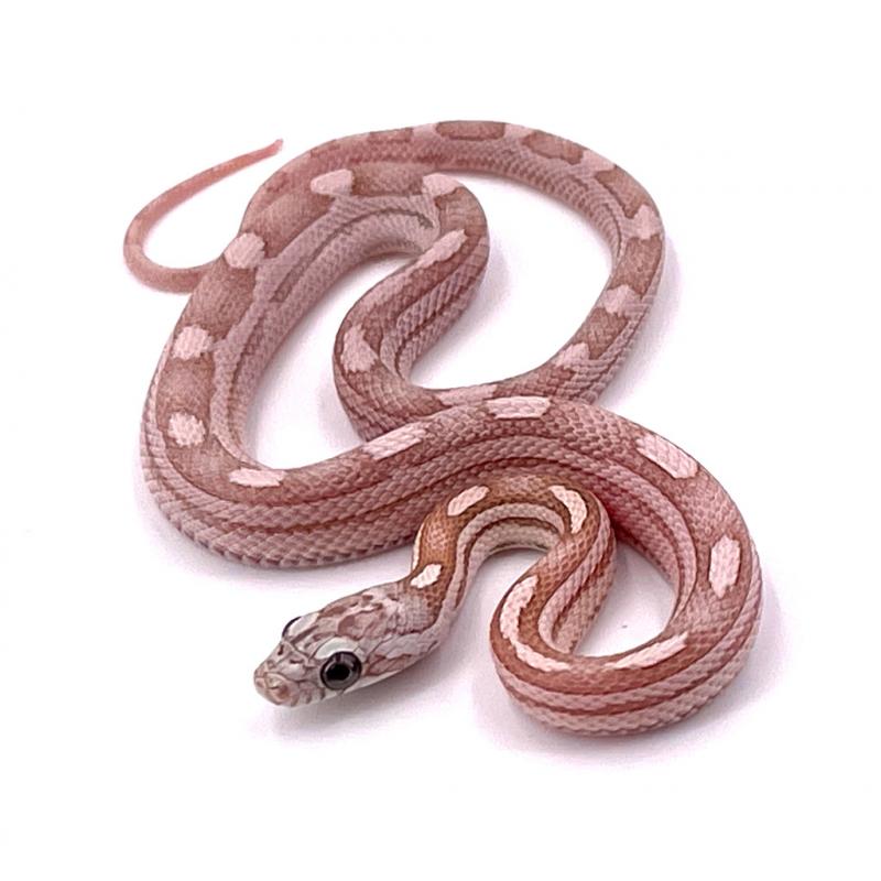 Pantherophis Guttatus Scaleless Et Het Scaleless (Serpent Des Blés Sans ...