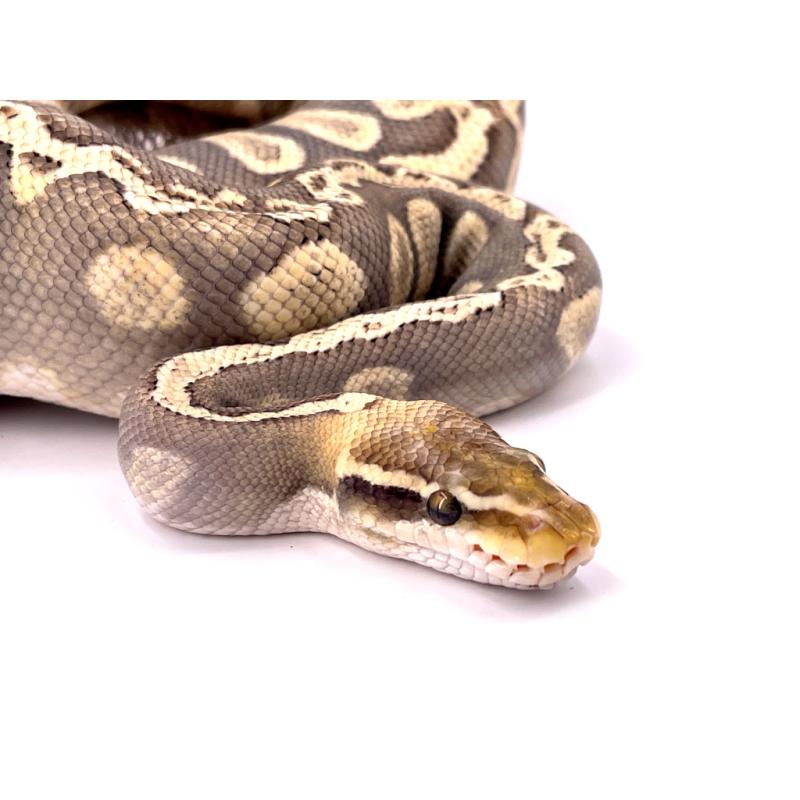 Python Regius Super Ghi Pastel Mojave Hypo Python Royal Reptilis 1927