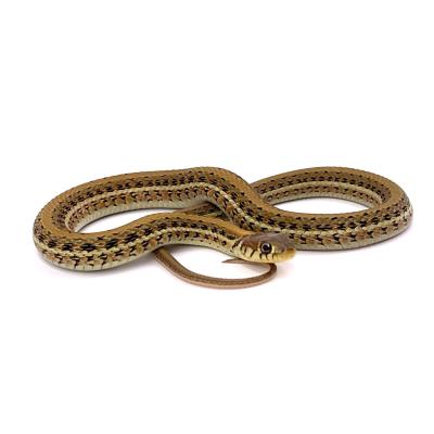 Thamnophis eques scotti