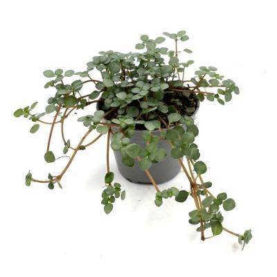 Pilea glaucophylla greyzy