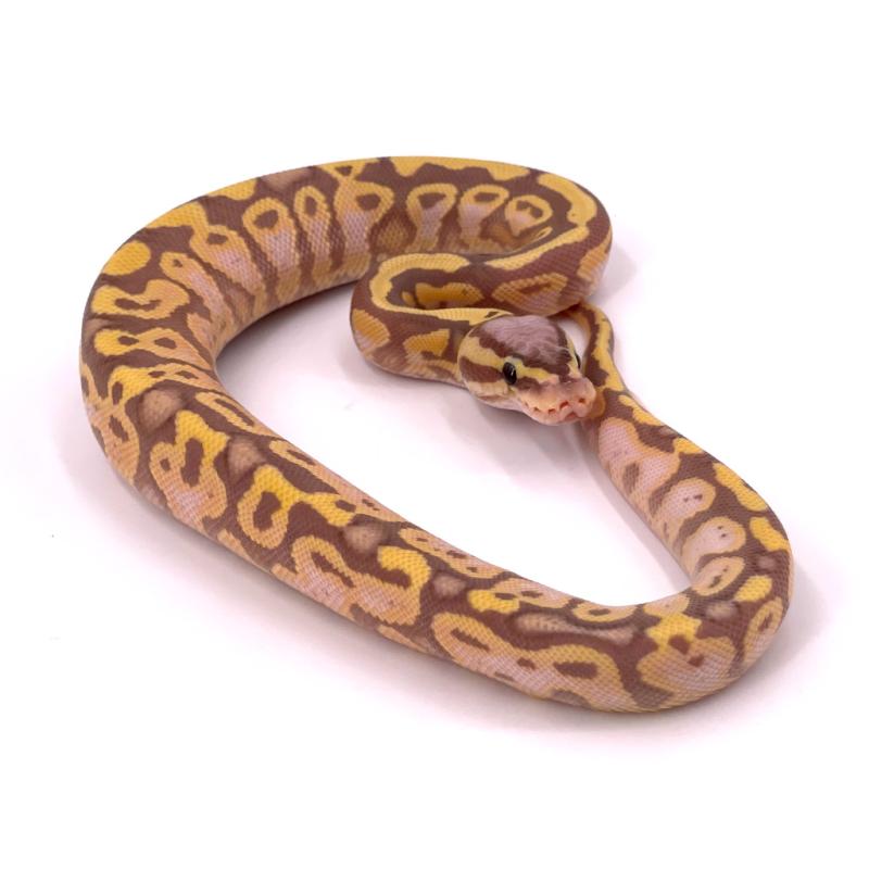 Python regius Banana pastel (Python royal) - REPTILIS