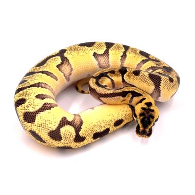 Python regius Orange dream pastel super enchi poss het clown mâle 49