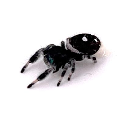 Phidippus regius Bahamas L5/6