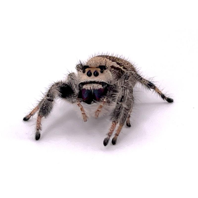 Phidippus regius Florida Small (Araignée sauteuse) - REPTILIS