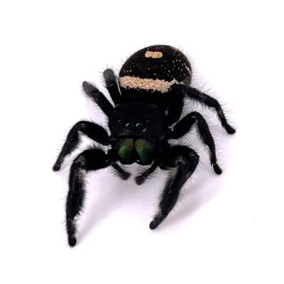 Phidippus regius Florida Large