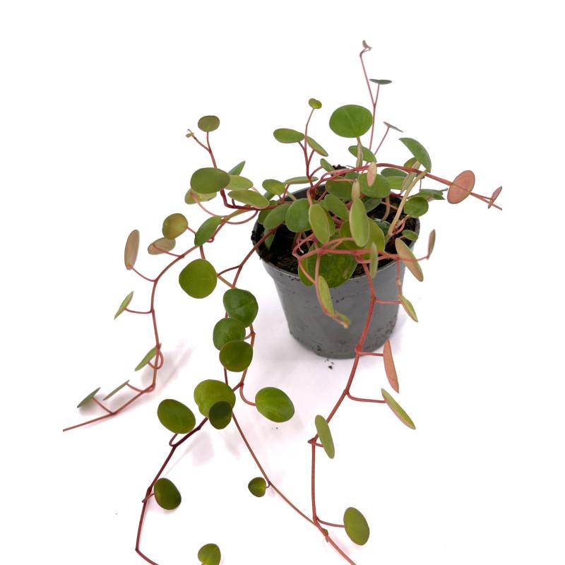 Peperomia fausse plante en pot lesté h30cmd25cm top qualité blanc-vert -  RETIF