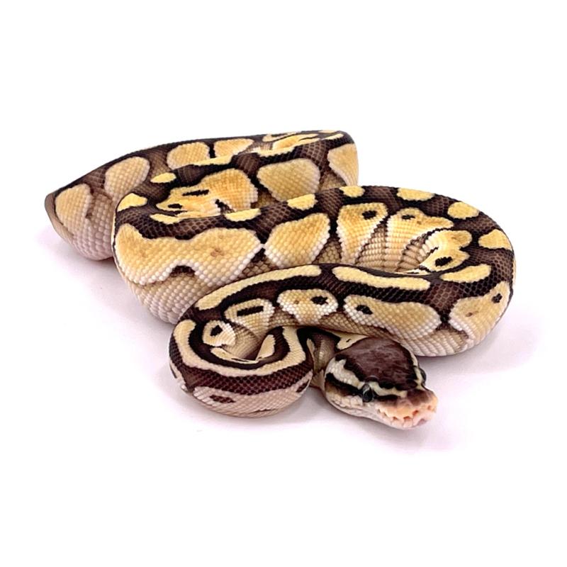 Python regius Scaleless head butter pastel (Python royal) - REPTILIS