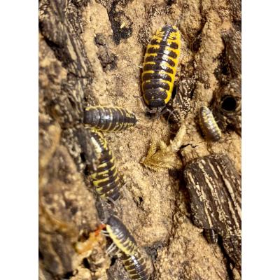 Porcellio ornatus yellow