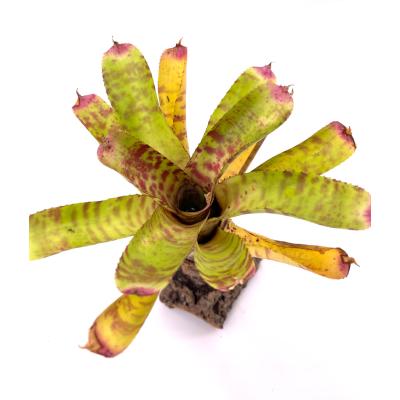 Neoregelia green hornet