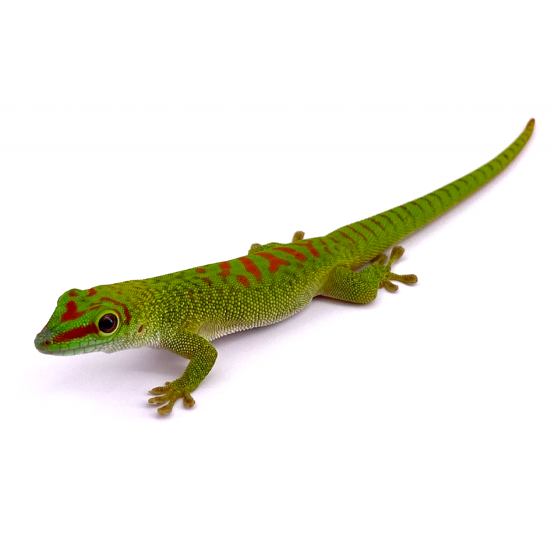 Phelsuma grandis madagascariensis high red (gecko géant de Madagascar ...