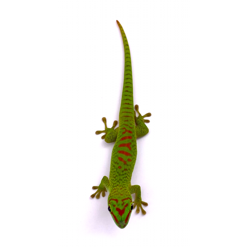 Phelsuma grandis madagascariensis high red (gecko géant de Madagascar ...