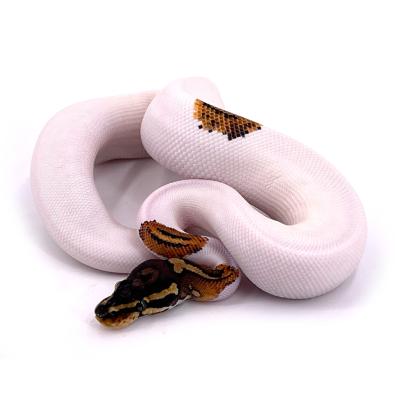 Python regius Yellow belly pied mâle 19715