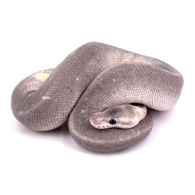 Python regius Super pewter mâle 07090