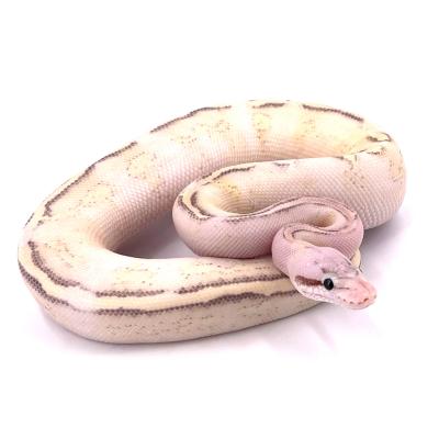 Python regius Puma pastel mâle 21001