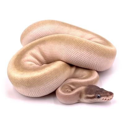 Python regius Super mojave femelle 08250