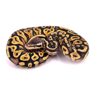 Python regius Pastel het pied mâle 4