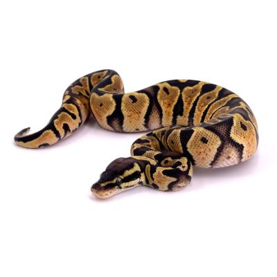Python regius Pastel het pied femelle 5