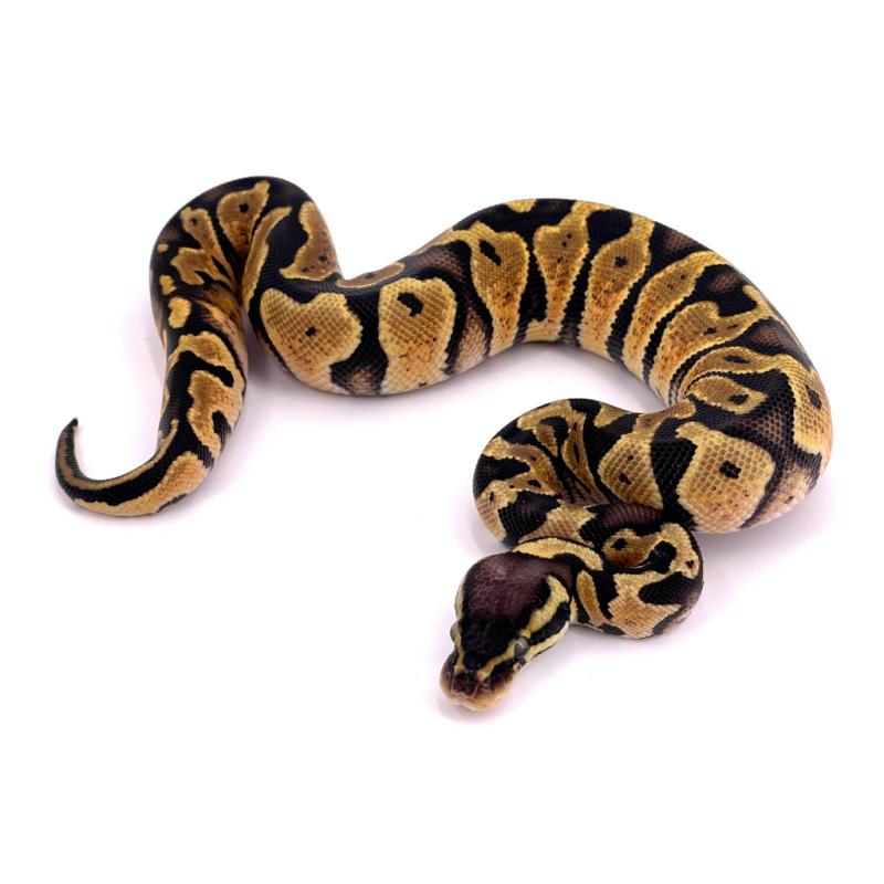 Python regius Pastel het pied (Python royal) - REPTILIS