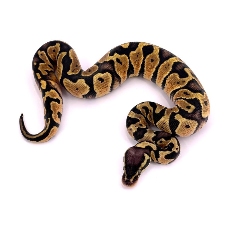 Python regius Pastel het pied (Python royal) - REPTILIS