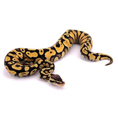 Python regius Pastel femelle 3