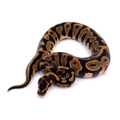 Python regius Leopard Yellow belly het pied femelle 2