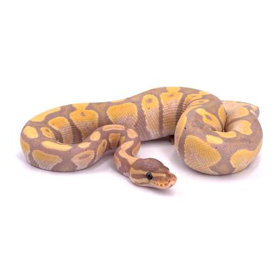 Python regius Banana het pied mâle 1
