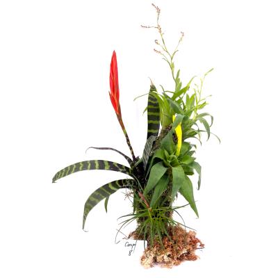 Composition Plantes tropicales 8