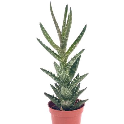 Aloe mix 1 - pot 5.5 cm