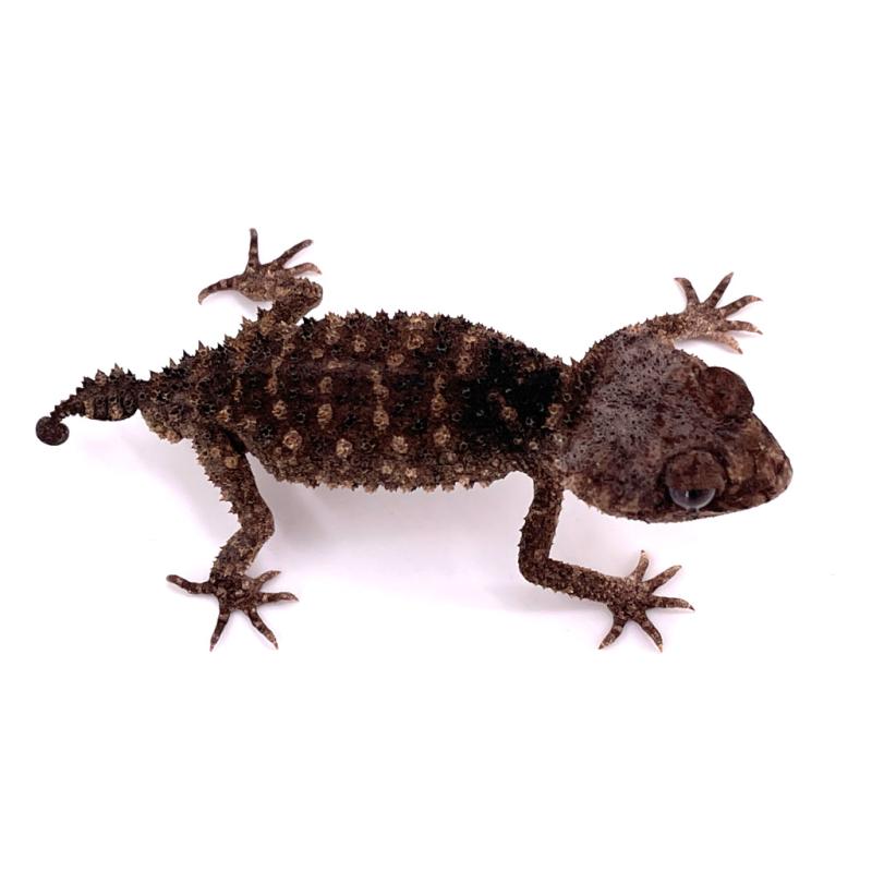 Nephrurus asper (Gecko à queue bossue) - REPTILIS