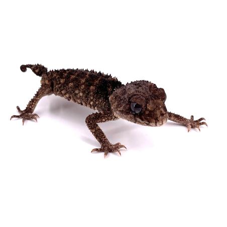 Nephrurus asper (Gecko à queue bossue) - REPTILIS