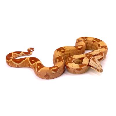 Boa imperator VPI sunglow het anery mâle NC 2023 40698