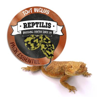 PACK ESSENTIEL - Pogona vitticeps adulte