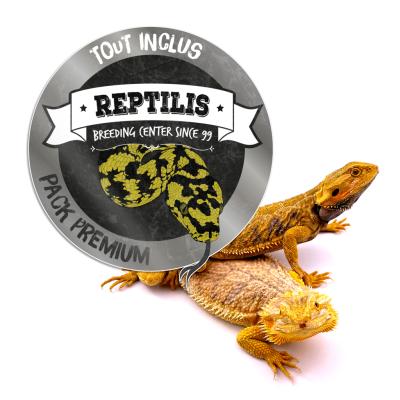 PACK PREMIUM - Pogona vitticeps adulte