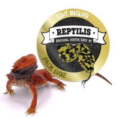 PACK LUXE - Pogona vitticeps adulte