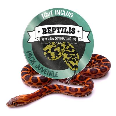 PACK JUVENILE - Pantherophis guttatus