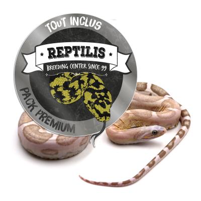 PACK PREMIUM - Pantherophis guttatus adulte