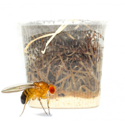 Insectes vivants – MIAM MIAM REPTILE AND CO