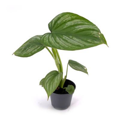 Philodendron mamei pot de 6 cm