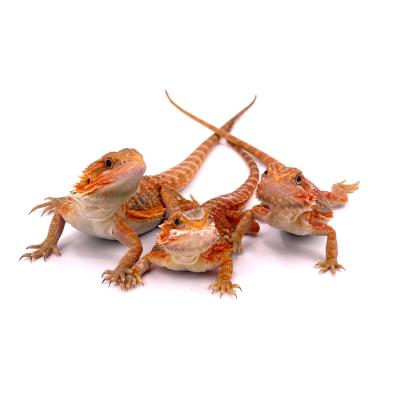 Pogona vitticeps Trans ou Hypo trans 16/20 cm