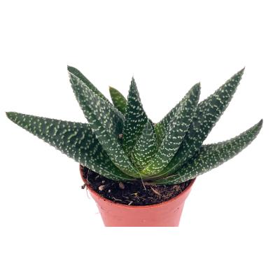 Haworthia limifolia - pot 5.5 cm