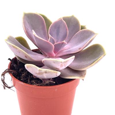 Echeveria sp. 2 - pot 5.5 cm